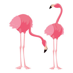 elegant flamingo birds couple