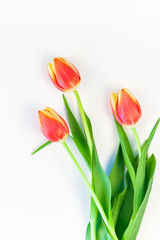 Red tulips flowers on white background