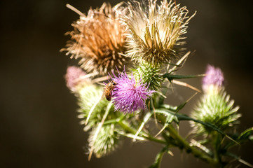 A beautiful color of blooming head donkey thistle closeup as natural floral background