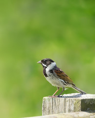 Common reed bunting perched on a wooden post