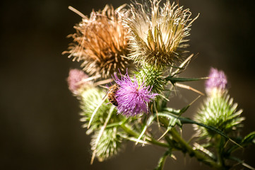A beautiful color of blooming head donkey thistle closeup as natural floral background
