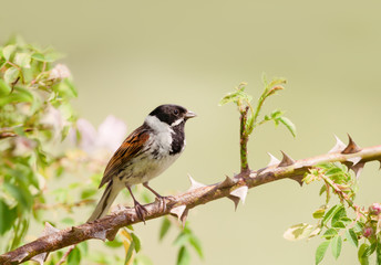 Common reed bunting perched in a rose bush