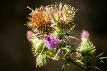 A beautiful color of blooming head donkey thistle closeup as natural floral background