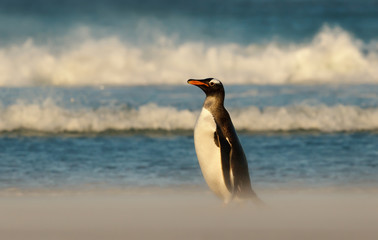 Gentoo penguin standing on a sandy beach