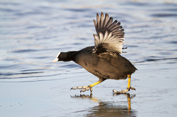 Eurasian Coot trying to walk on ice