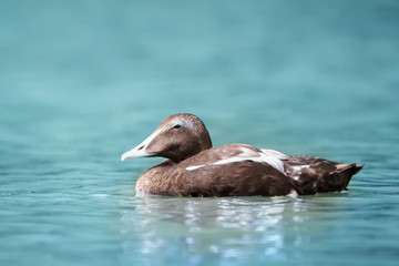 Close-up of a common eider in water