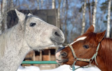 Red and grey horses