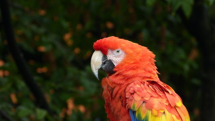 macaw, portrait of red parrot