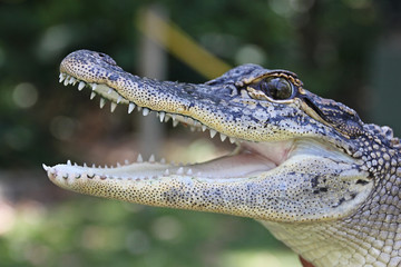 Obraz premium crocodile with mouth open teeth showing