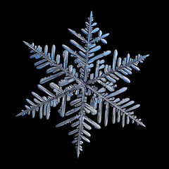 Snowflake isolated on black background. Macro photo of real snow crystal: elegant stellar dendrite...