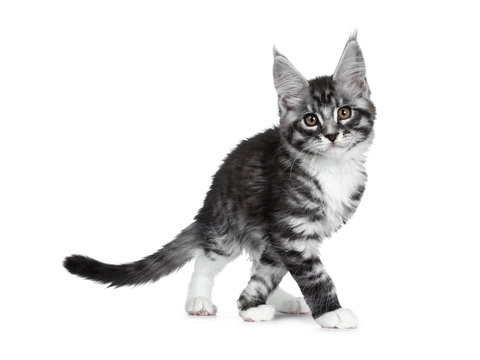 Cute black silver tabby Maine Coon cat kitten, walking / playing side ways. Looking at camera with brown eyes. Isolated on white background. Paws crossed.