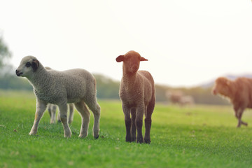 Cute little lamb on fresh spring green meadow during sunrise
