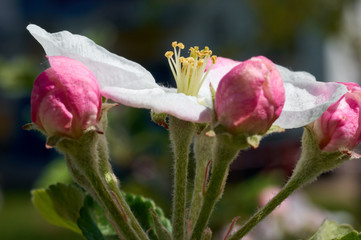 Beautiful flowers of the blossoming apple tree in the spring time/The Apple Blossom