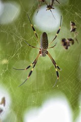 araña