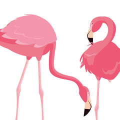 elegant flamingo birds couple
