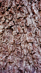 textura arbol