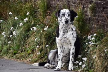 a dalmatian dog
