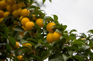 Tree with yellow plums and green leaves. Ripen fruits. Summer