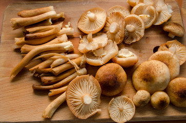 many mushrooms are on the table, a mushroom picker has gathered mushrooms in the forest