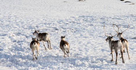 Running reindeer in Icelandic coast