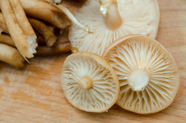 many mushrooms are on the table, a mushroom picker has gathered mushrooms in the forest