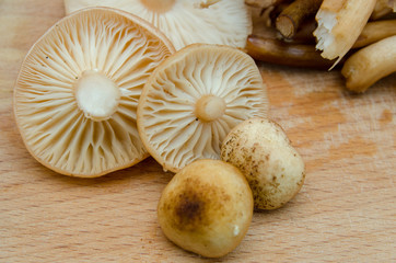 many mushrooms are on the table, a mushroom picker has gathered mushrooms in the forest