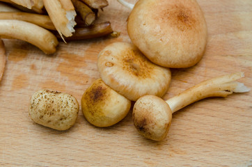 mushrooms cut into pieces and lie on the board