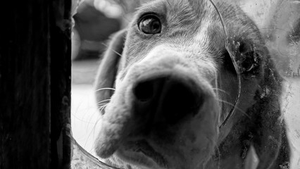 perrito