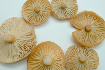 many mushrooms are on the table, a mushroom picker has gathered mushrooms in the forest