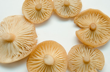 many mushrooms are on the table, a mushroom picker has gathered mushrooms in the forest