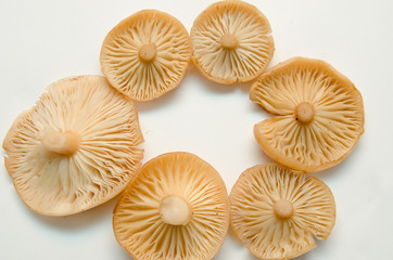 many mushrooms are on the table, a mushroom picker has gathered mushrooms in the forest