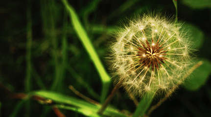 Macro diente de león 