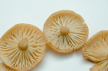 many mushrooms are on the table, a mushroom picker has gathered mushrooms in the forest