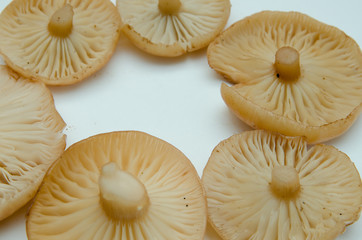 many mushrooms are on the table, a mushroom picker has gathered mushrooms in the forest