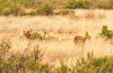 Two young lions panthera leo hiding in tall yellow grass camouflage copy space scrub Samburu...