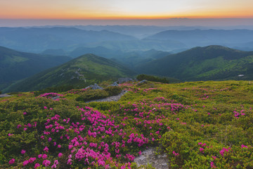 A beautiful summer landscapes in the Ukrainian Carpathian Mountains, covered with flowering rhododendron with millions of magic flowers, covered around.	