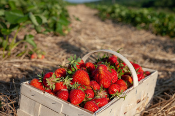 Freshly harvested strawberries in a box