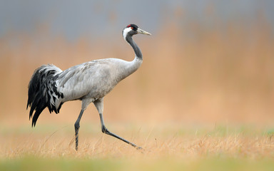 Common crane (Grus grus)