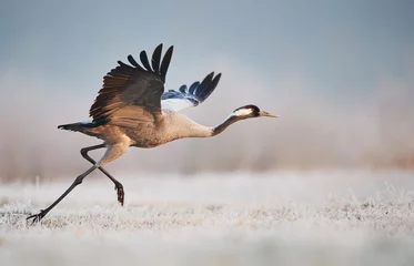 Fotobehang Kraanvogel (Grus grus) © Piotr Krzeslak