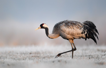 Common crane (Grus grus)
