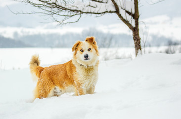 Beautiful yellow dog in the snow