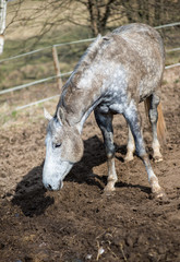 Horses in a pasture and rodeo