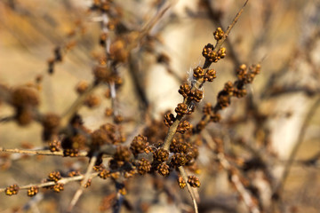 Unusual brown buds in a tree with a Golden tint, spring concept.