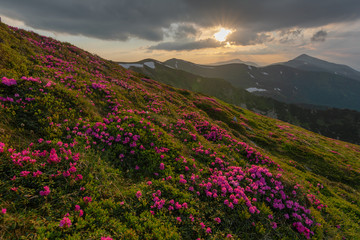 Naklejka na ściany i meble A beautiful summer landscapes in the Ukrainian Carpathian Mountains, covered with flowering rhododendron with millions of magic flowers, covered around. 