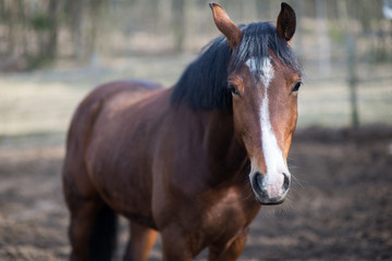 Fototapeta premium Horses in a pasture and rodeo