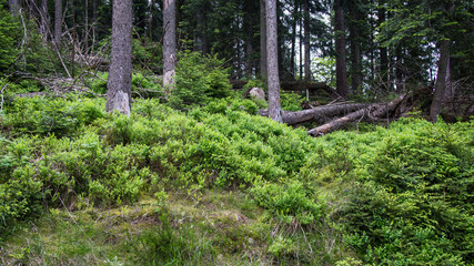 Fototapeta na wymiar bushes growing in forest