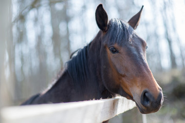 Fototapeta premium Horses in a pasture and rodeo