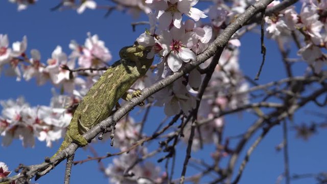  common chameleon walking down the almond branch in bloom with the blue sky 