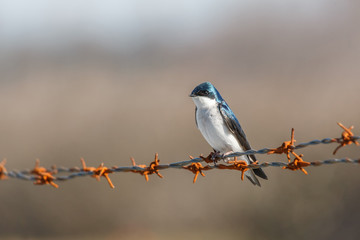 tree swallow bird