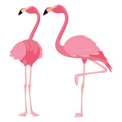 elegant flamingo birds couple